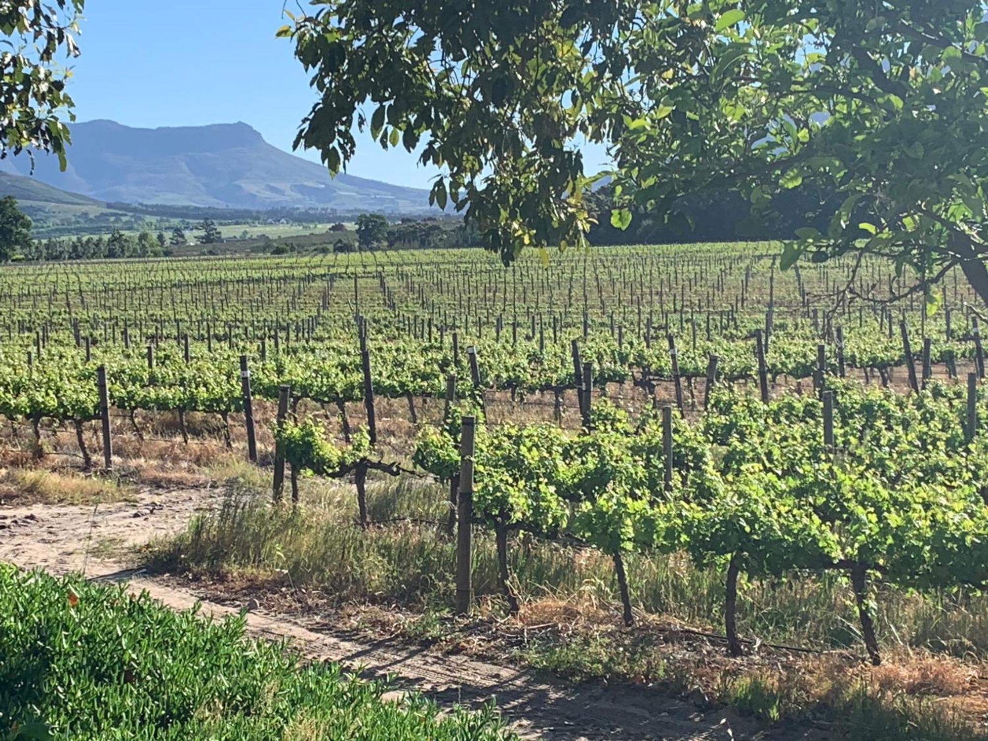 מלון פרנצ'הוק Lynx Wine Estate מראה חיצוני תמונה